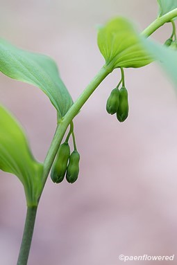 Flower buds with leaves